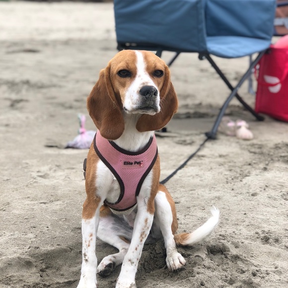 Meet your Posher, Stacy - Picture 8 of 13